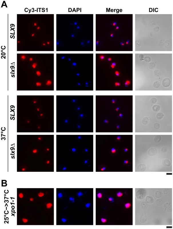 20S rRNA accumulates in the nucleoplasm in the <i>slx9</i>Δ mutant.