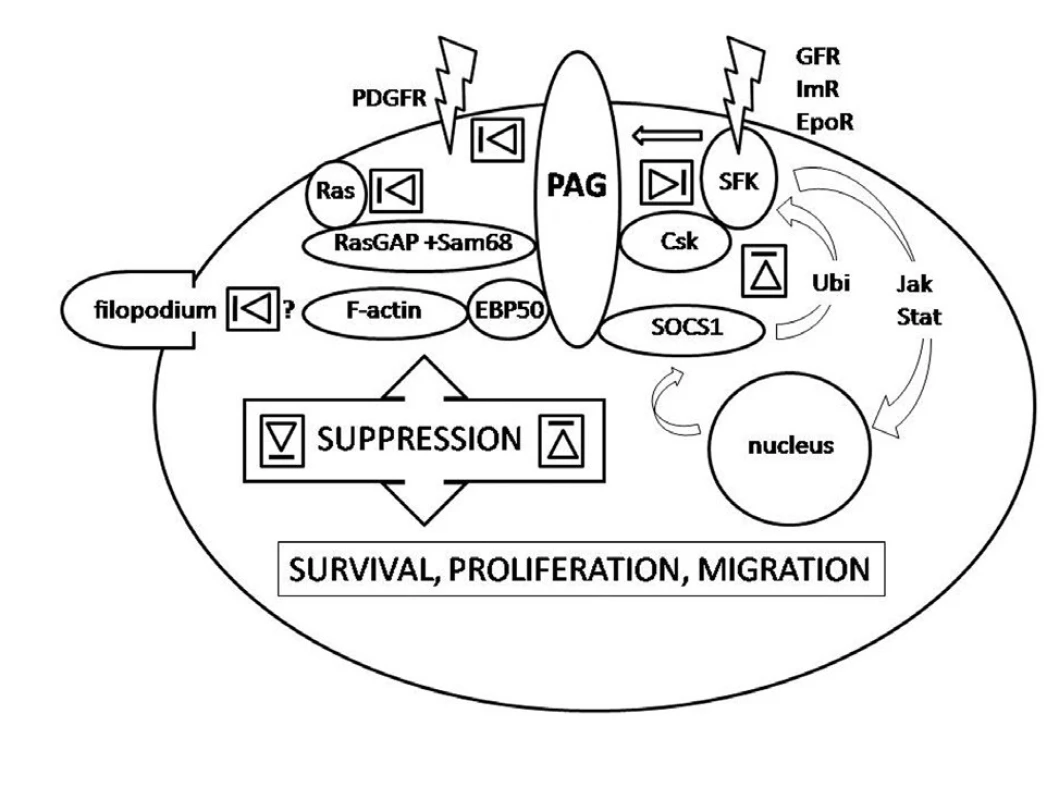 Legend to the figure: PAG interactions down-regulating activity of SFK via recruitment of Csk, SOCS1 and sequestration in lipid rafts, the latter two independent of Csk (right side), Csk independent interactions down-regulating PDGFR-mediated signalling by sequestration outside lipid rafts, down-regulating monomeric Ras signalling as constituent of a multimolecular complex and suppression of filopodia formation presumably via interaction with adaptor protein EBP50 (left side). The arrow indicates activation of PAG by SFK upon associated receptor engagement triggering the negative feed-back in response.The depicted interactions precede relaying of the signal along signalling pathways such as MAPK, NFκB or PI3K. Relative contribution of individual interactions in different cell types as well as position and type of interacting residues of PAG molecule is not respected for simplicity.
SFK-Src family kinases, GFR – growth factor receptors, Im – immune receptors, EpoR – erythropoietin receptor, EBP50 – ezrin-radixin-moezin binding protein 50, Ubi – ubiquitination, Jak-Stat - Jak-Stat signalling pathway.