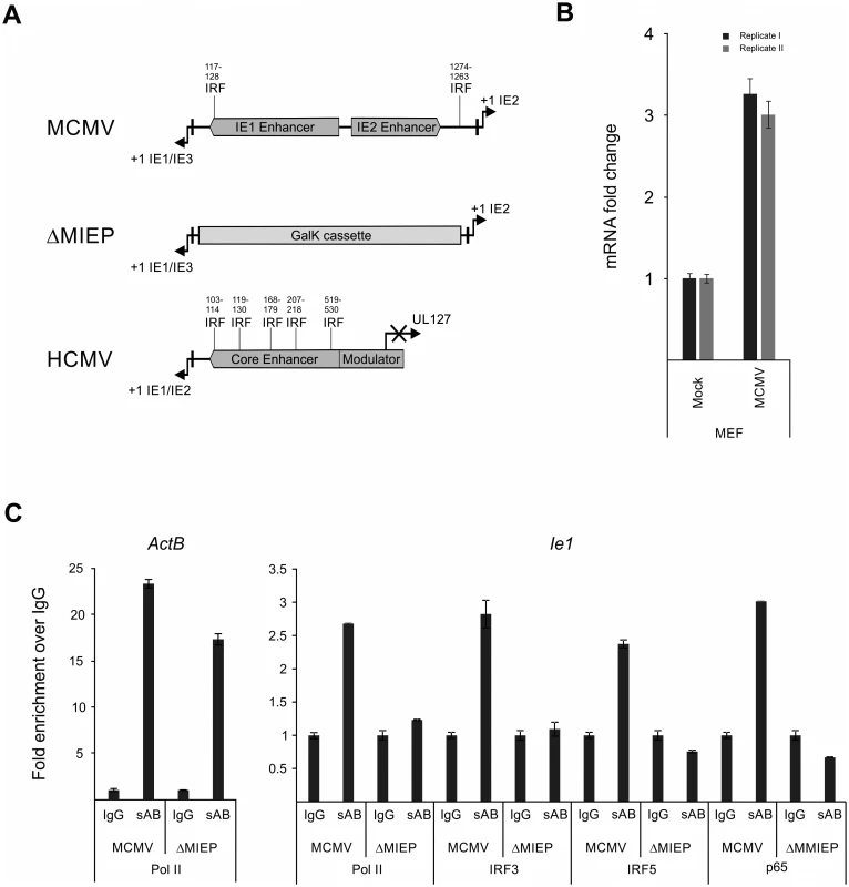 Family of IRF proteins represents new candidates for driving IE-gene expression.