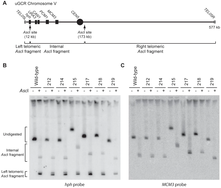 GCRs retaining <i>hph</i> belong to two size classes.