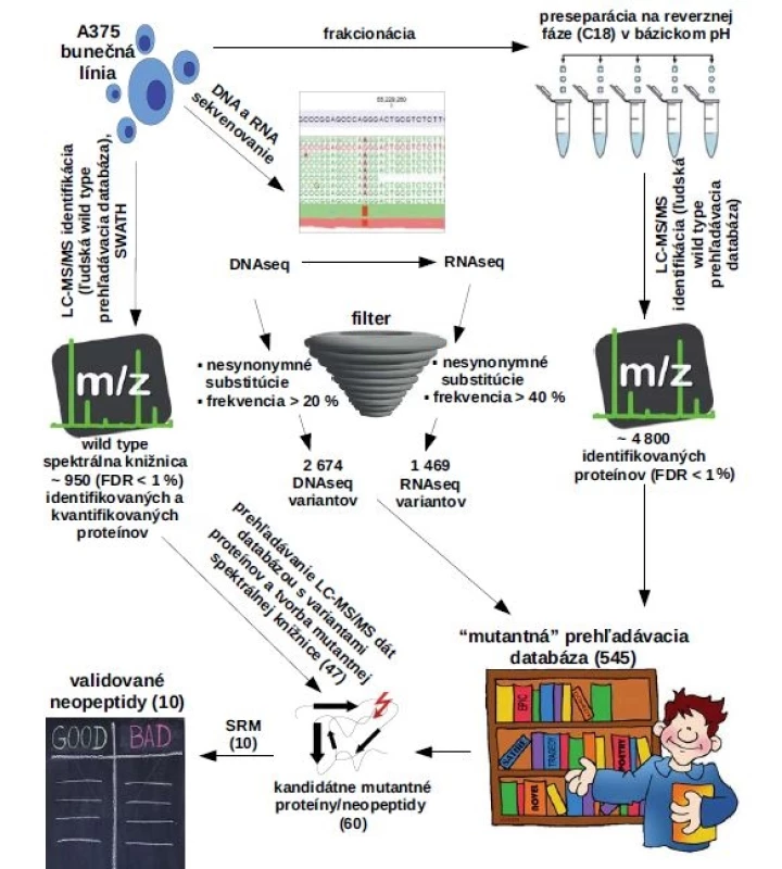 Proteogenomická platforma na identifikáciu, kvantifikáciu a validáciu mutantných proteínov/neopeptidov.
Obrázek zobrazuje možnosti identifikácie a kvantifikácie mutantných aminokyselinových sekvencií za pomoci kombinácie genomických
a proteomických metód. Kľúčové je využitie genomických metód poskytujúcich Databázu pravdepodobných mutácií, ktorá je následne
pretransformovaná do vlastnej prehľadávacej knižnice. Prehľadávaním LC-MS/MS dát s vlastnou „mutantnou“ knižnicou sme schopní
identifi kovať mutantné proteíny/neopeptidy. Pokiaľ je predmetom výskumu kvantifi kácia väčšieho množstva mutantných proteínov/
neopeptidov možno použiť metódu SWATH spojenú s tvorbou mutantnej spektrálnej knižnice z LC-MS/MS dát. Validáciu, prípadne
presnú kvantifikáciu kandidátnych neoantigénov docielime použitím izotopovo značených variantov neopeptidov a metódy monitorovania
vybraných reakcií (SRM).