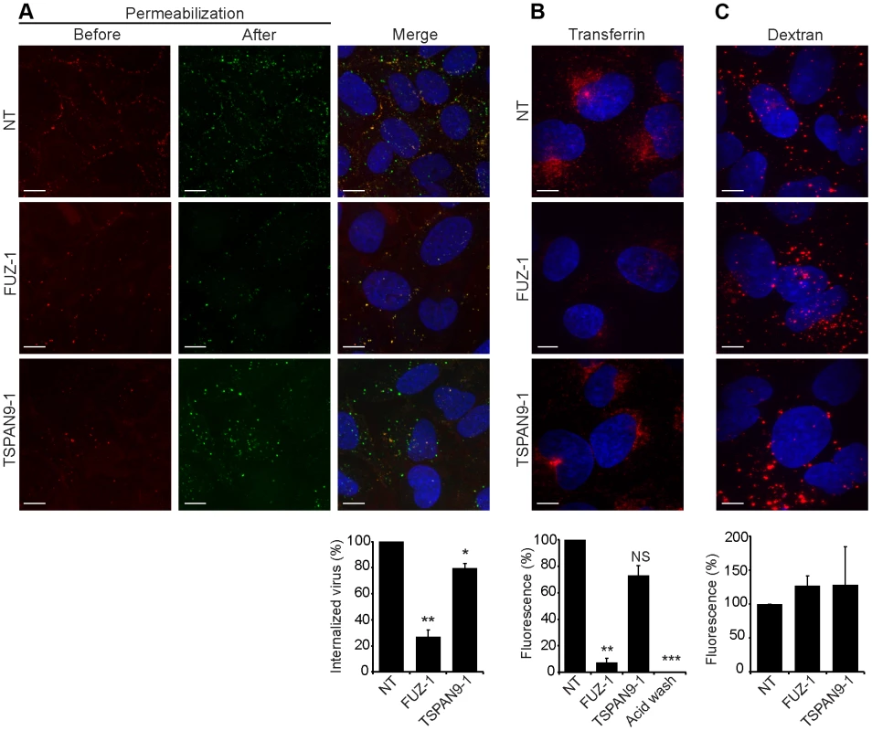 FUZ depletion inhibits alphavirus endocytosis.