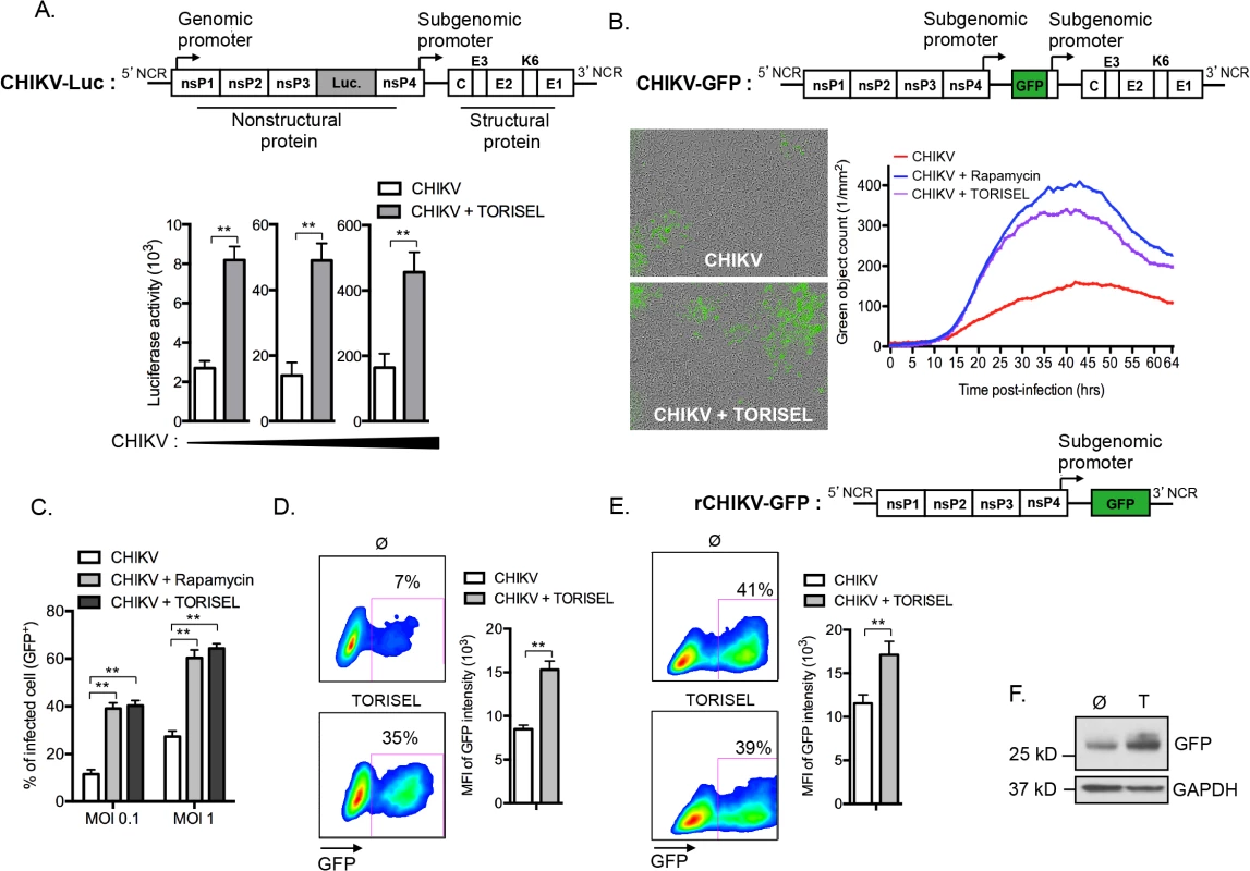 mTORC1 inhibitors enhance translation of both structural and non-structural CHIKV proteins.