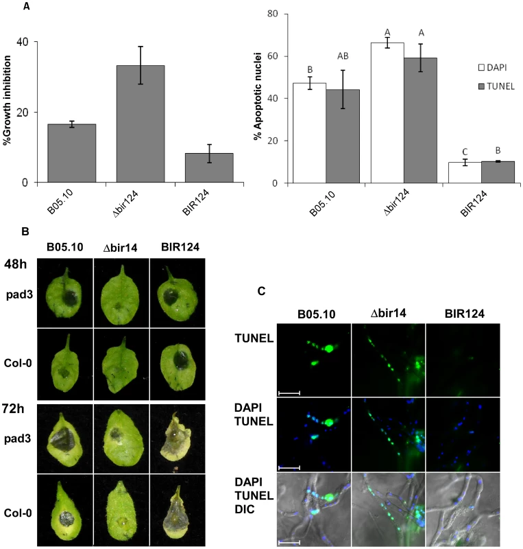 Camalexin induces PCD in <i>B. cinerea</i> and limits lesion spreading.