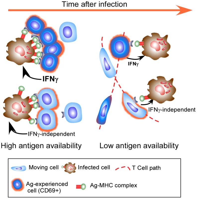 Effector T cells do not find the granuloma to be a stimulating environment.