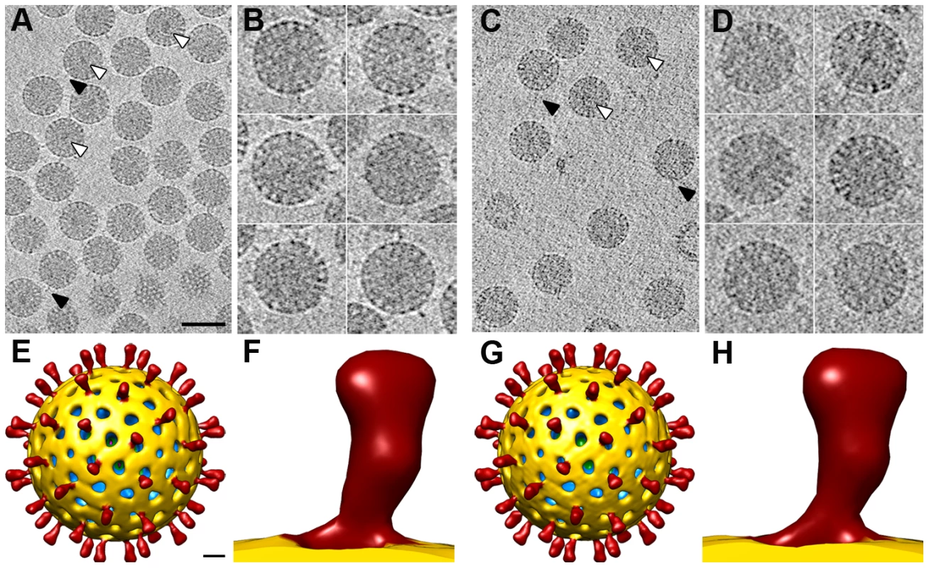 3DR of SA11 TLP from cryo-electron tomography.