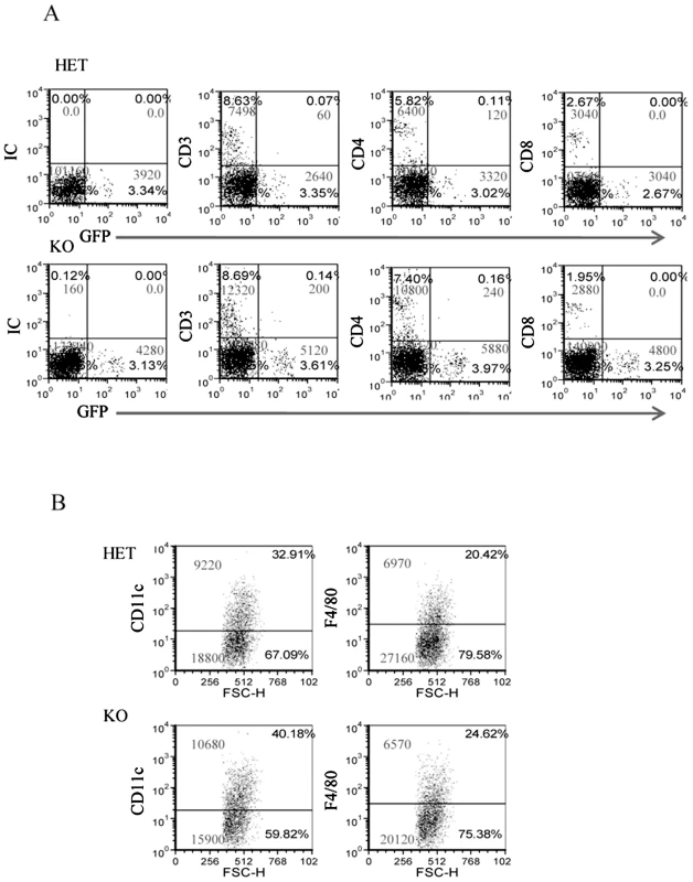 The infiltration of immune cells into the <i>F. nucleatum</i> challenged chambers is NCR1-independent.