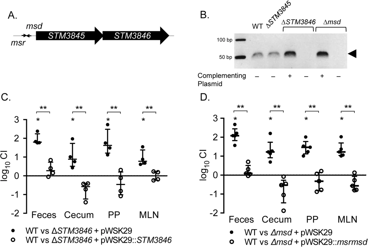 msDNA is produced by <i>msd</i> and STM3846 and is essential for <i>Salmonella</i> to colonize the intestine.