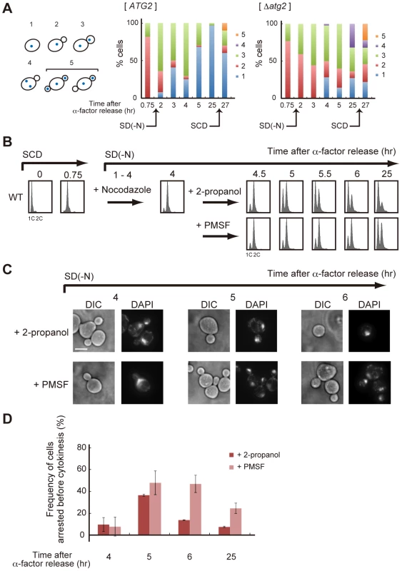 Autophagy is required for completion of cytokinesis.