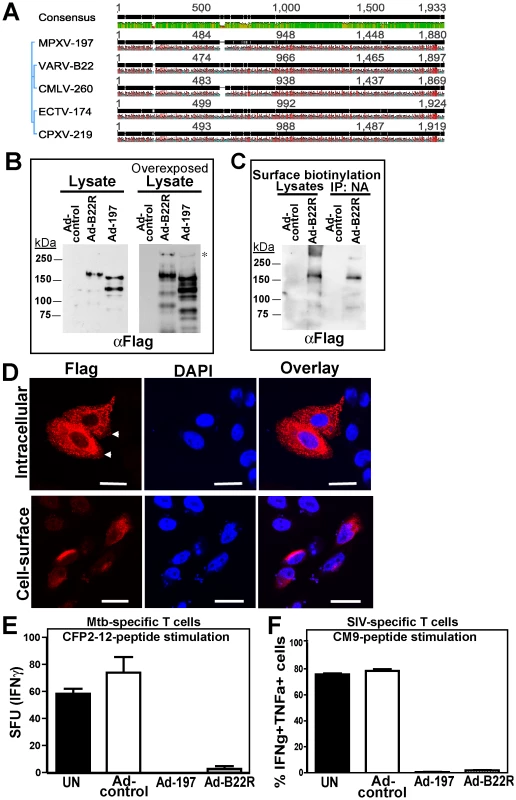 Inhibition of T cell activation by VARV B22.