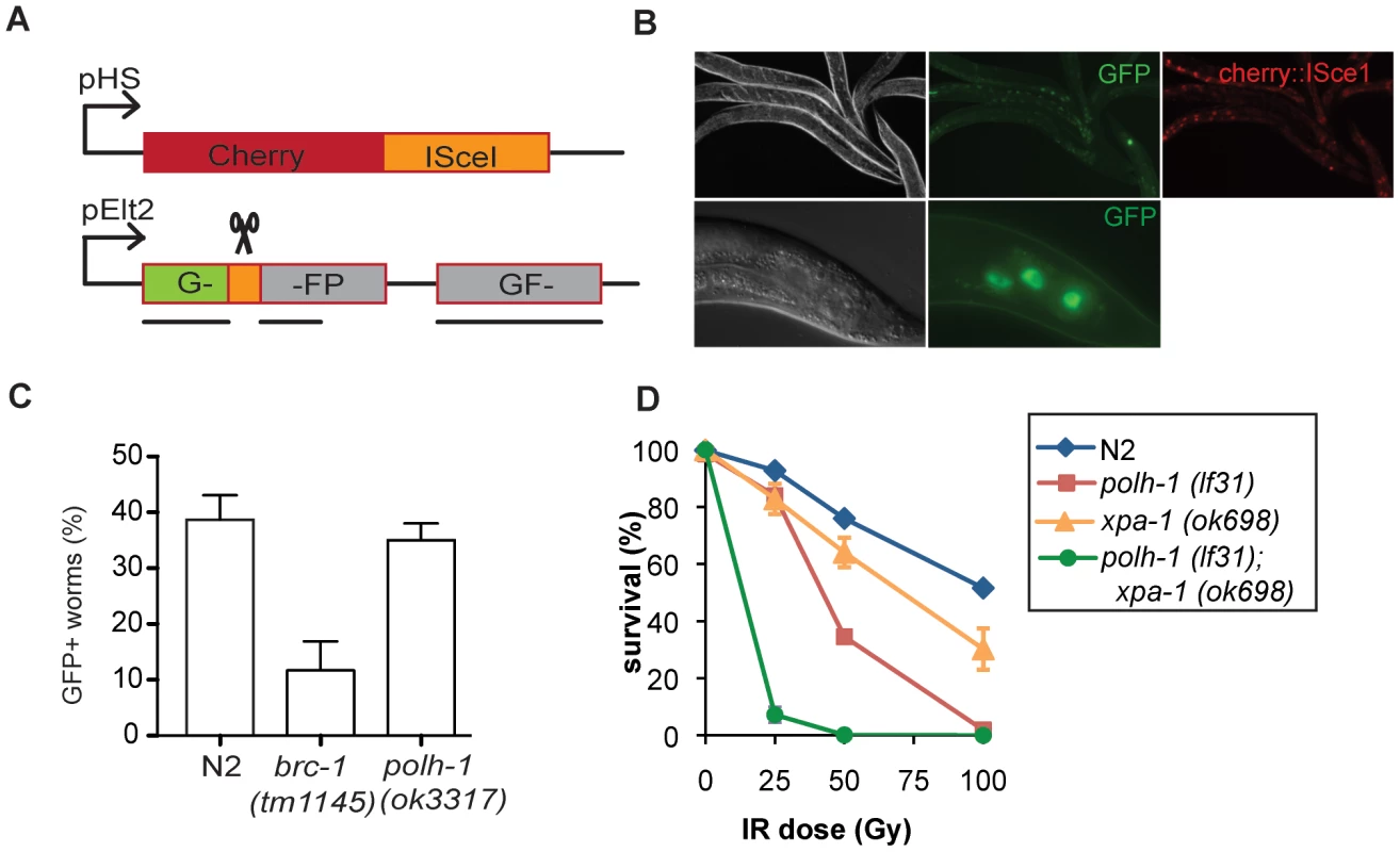 Reporter system for homologous recombination in <i>C. elegans</i>.