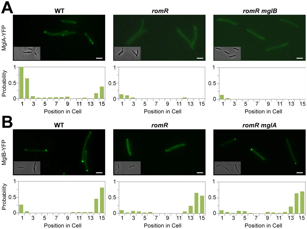 Localization of MglA and MglB in <i>romR</i> mutants.