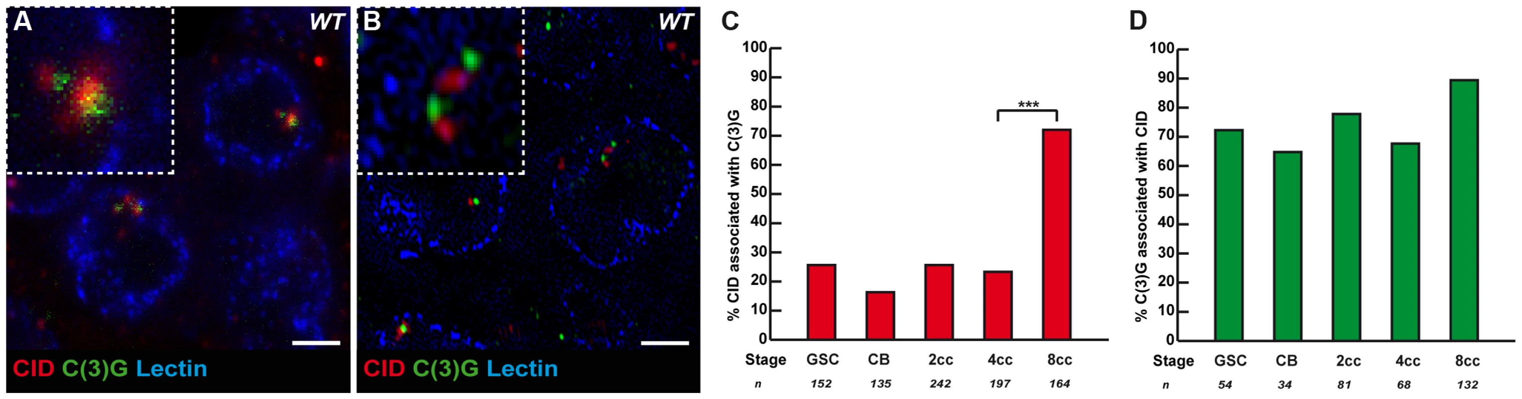 The Synaptonemal Complex component C(3)G is present near some centromeres in the mitotic region.
