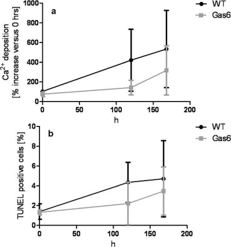 Calcium deposition a Ca<sup>2+</sup> deposition in VSMC derived from Gas6<sup>-/-</sup> and WT mice after 168 h (h) of exposure to phosphate and calcium-enriched cell culture medium. b TUNEL-positive VSMC of Gas6 and WT mice after exposure to phosphate and calcium-enriched cell culture medium. VSMC (Vascular Smooth Muscle Cells), WT (Wildtype); mean ± SD; *: the increase in apoptosis was significant for WT cells after 120 h and 168 h compared to 0 h (<i>p</i> < 0.05); ** the increase in calcification was highly significant for WT cells after 168 h compared to 0 h (<i>p</i> < 0.001)