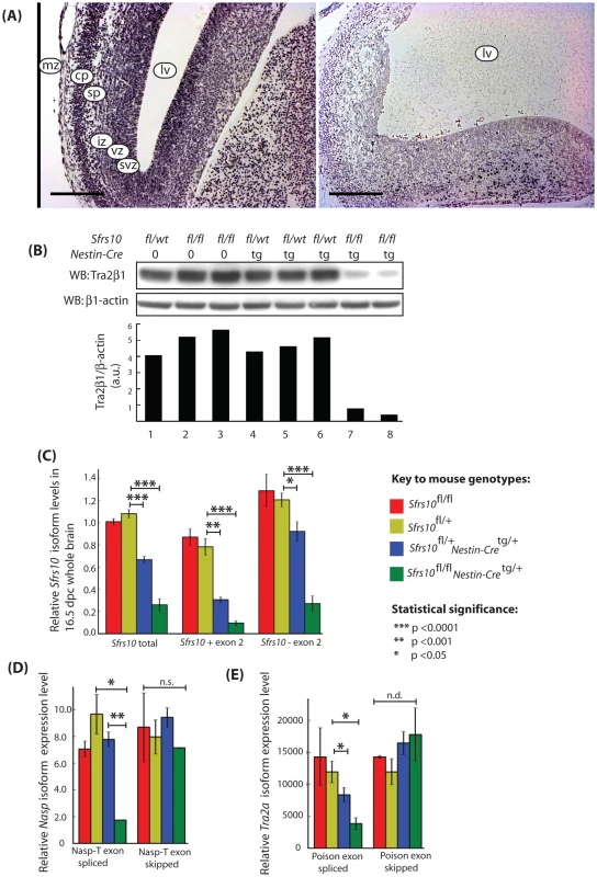 Tra2β protein levels are drastically reduced in the brains of neuronal specific <i>Sfrs10</i> knockout mice and correlate with defects in splicing of the <i>Nasp-T</i> cassette and <i>Tra2a</i> poison exon.