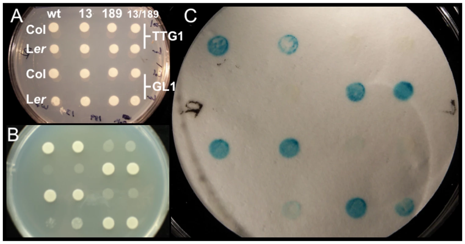 Yeast two-hybrid analysis testing Col/L<i>er</i> ATMYC1 polymorphism effects on protein–protein interactions with known binding partners TTG1 and GL1.