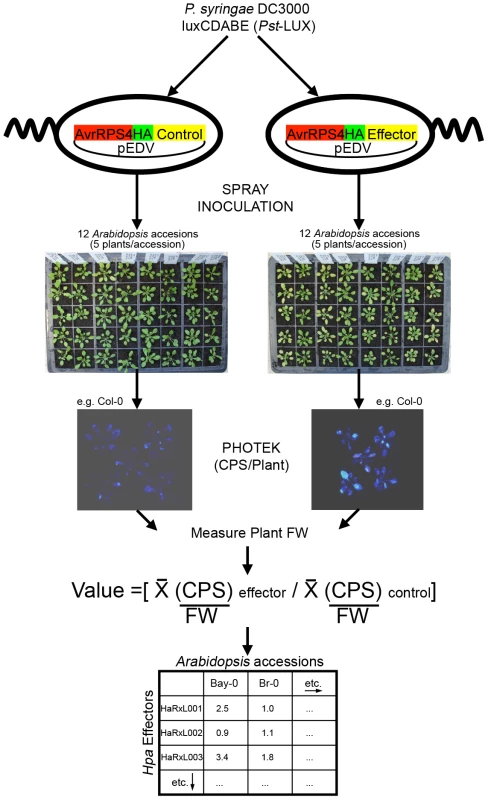 Functional screening method.
