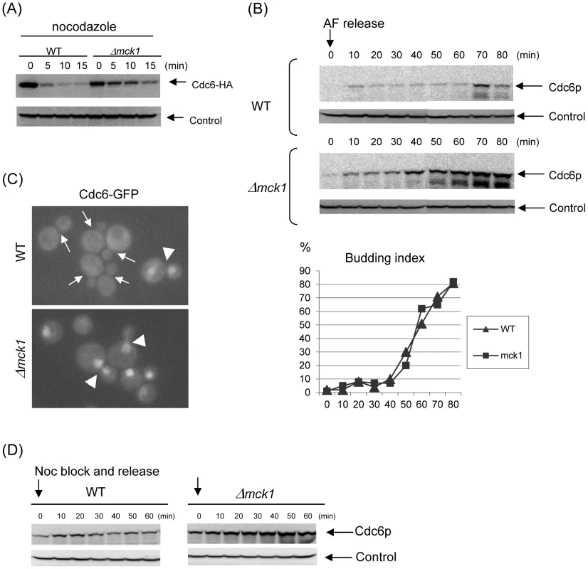 Mck1p is required for Cdc6p degradation.