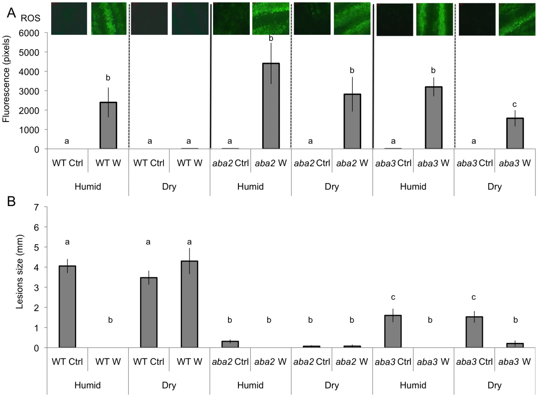 Wounding in mutants of ABA biosynthesis.