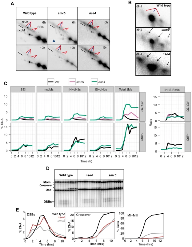 Aberrant joint molecules accumulate in <i>smc5</i> and <i>nse4</i> mutants.