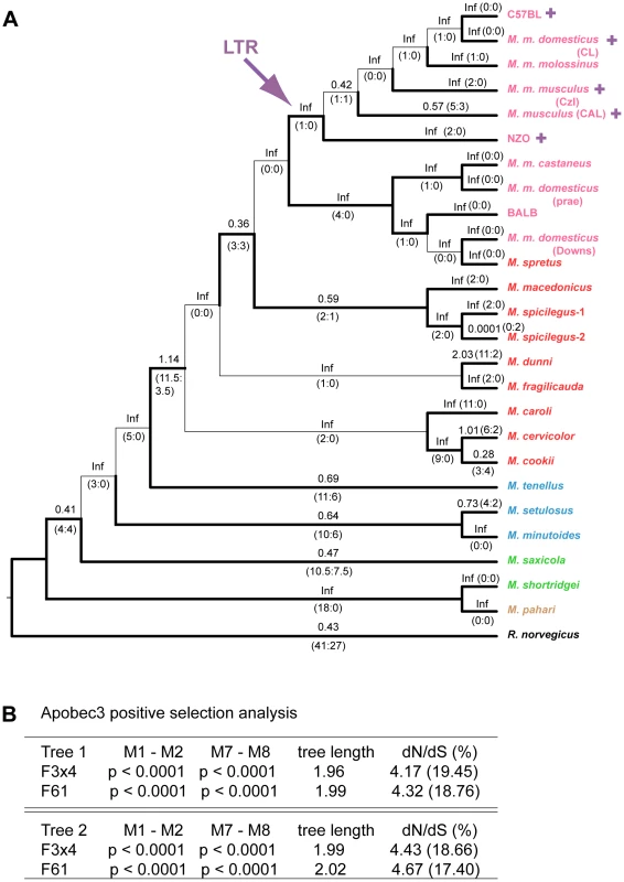 Positive selection on exons 2–4 of mA3 in <i>Mus</i>.