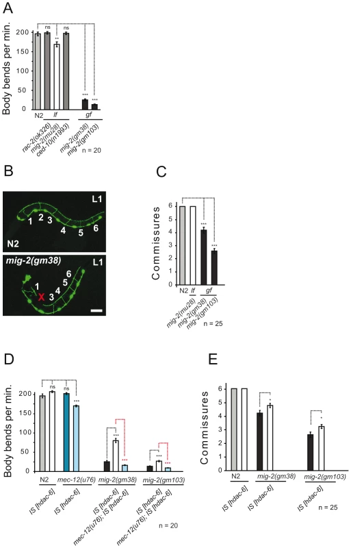 Phenotypes of <i>mig-2(gf)</i> are suppressed by overexpression of HDAC-6.
