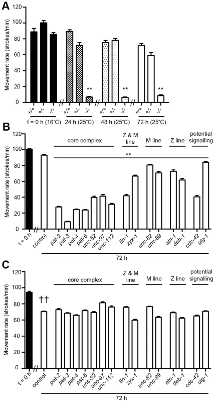Acute loss of muscle attachment results in a movement defect that does not occur in <i>dim-1(ra102)</i> mutants.