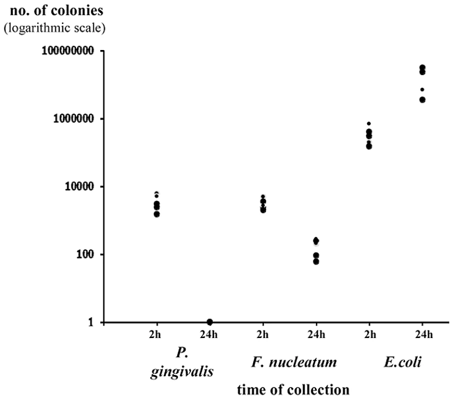 Survival of bacteria in chamber exudates.