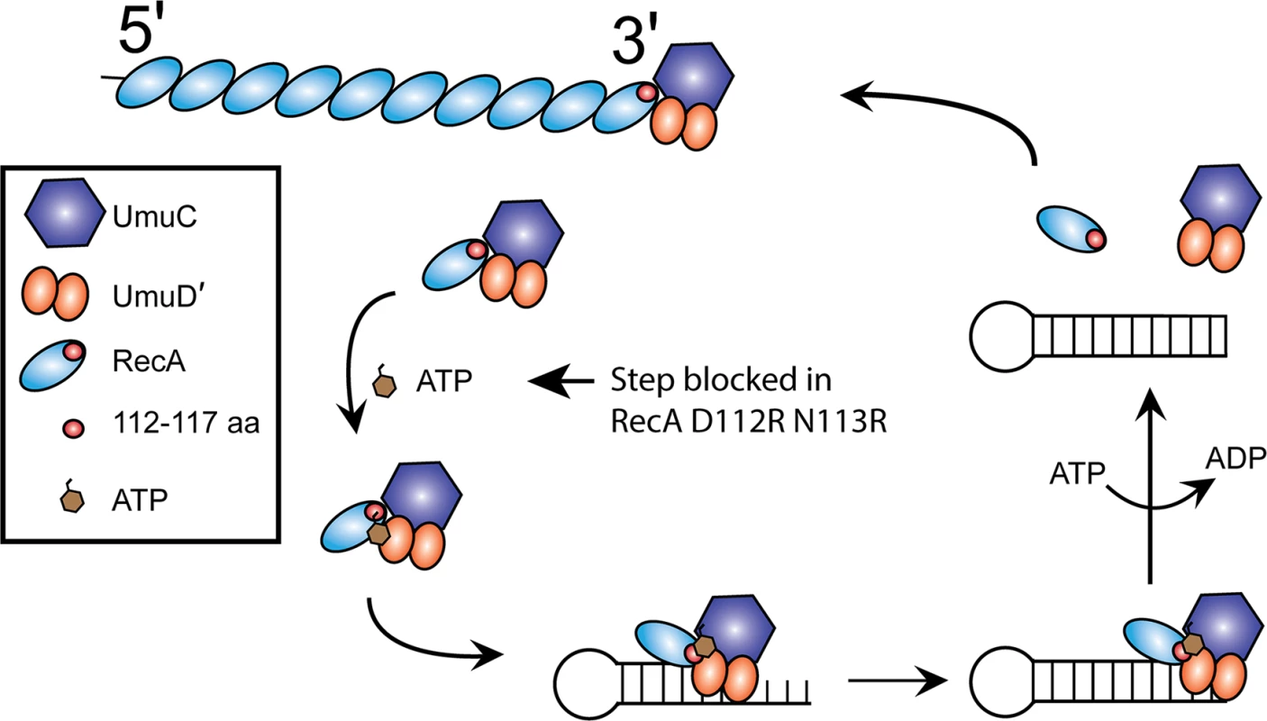 Model for pol V activation.