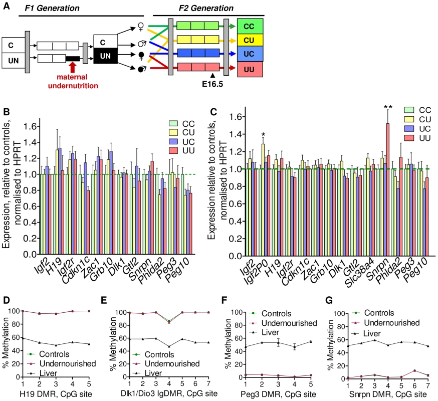 Expression of candidate imprinted genes at E16.5 in the F2 generation and assessment of F1 germline imprints.