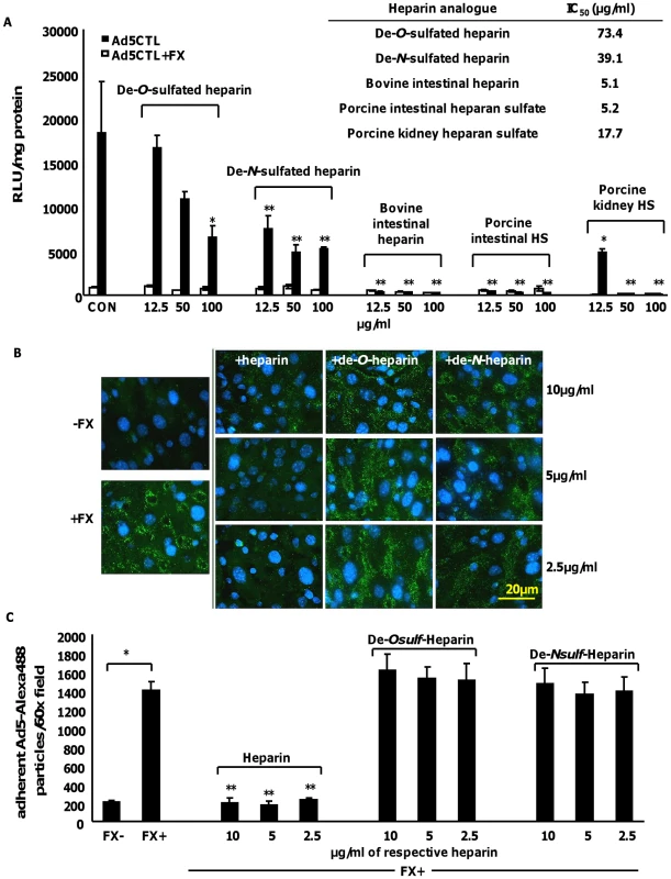 The inhibitory effects of heparin on FX-Ad uptake <i>in vitro</i> and <i>ex vivo</i> are sulfation-dependent.