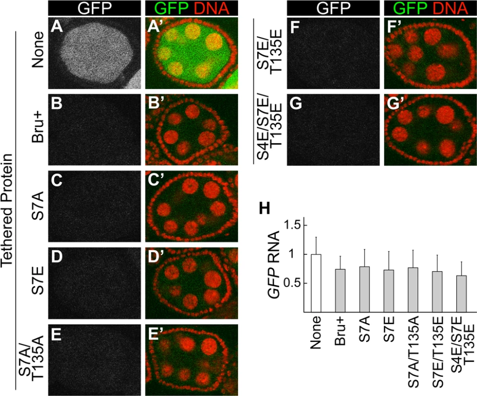 Interaction-defective Bru mutants retain strong repressive activity in the tethering assay.
