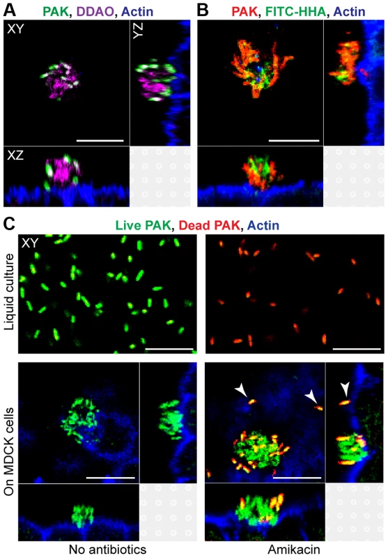 Cell-associated aggregates show key characteristics of biofilms.