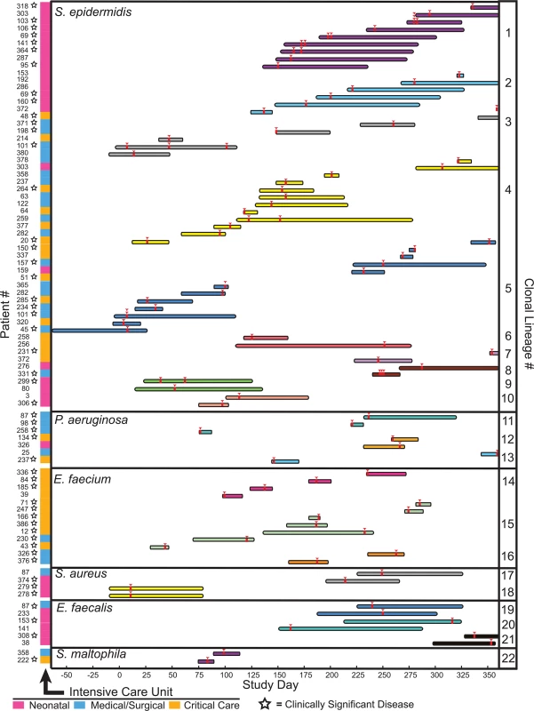 Clonal lineages extending across multiple patients.
