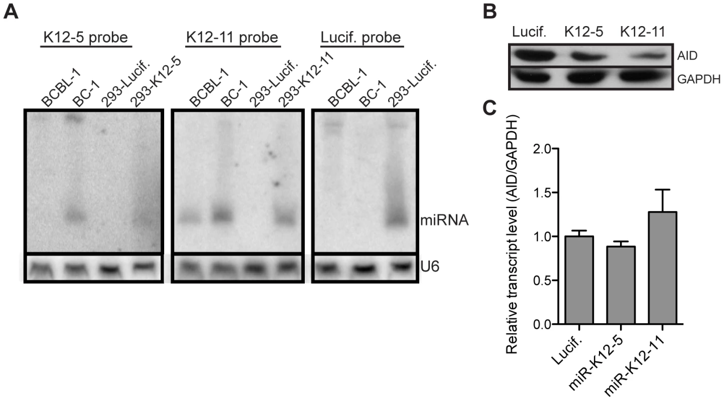 miR-K12-5 and miR-K12-11 target full length AID for downregulation when expressed at physiological levels.