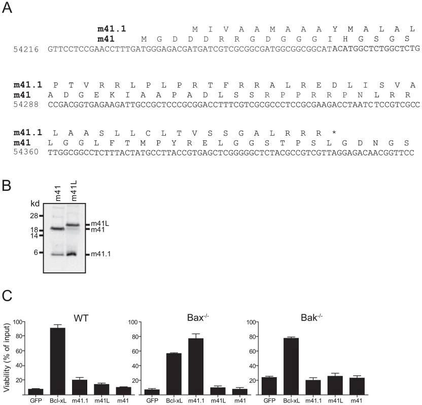 m41.1 encodes a Bak-specific inhibitor.
