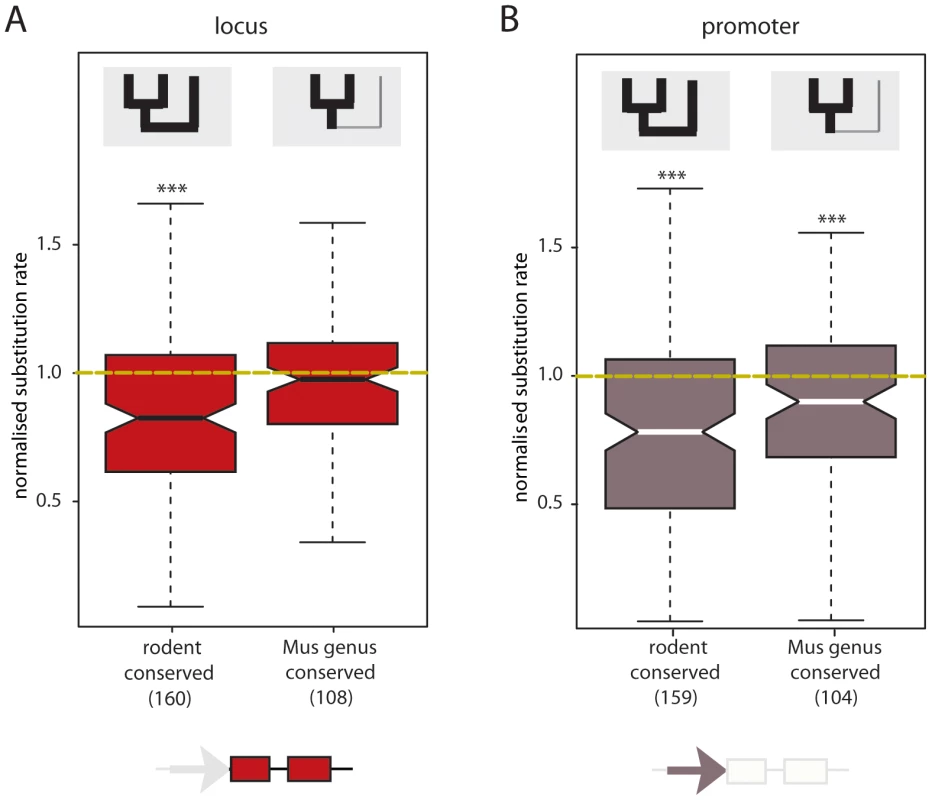 Rodent conserved intergenic lncRNA loci and promoter sequences exhibit constraint.