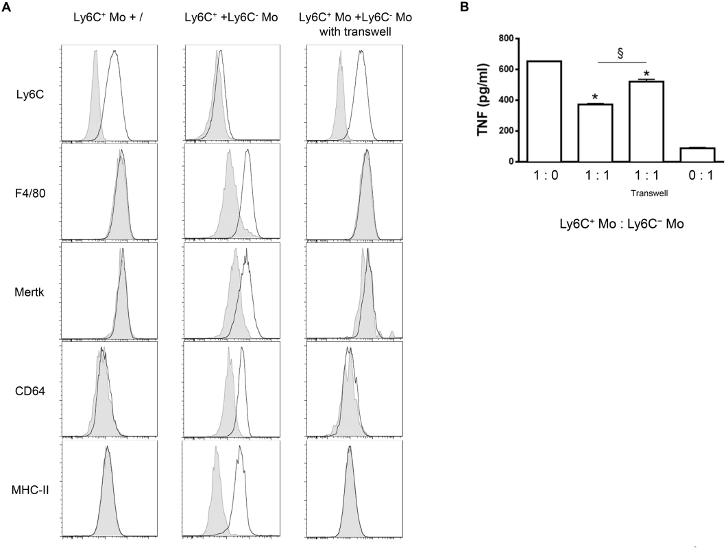 Differentiation of Ly6C<sup>+</sup> monocytes into macrophages requires a physical contact with Ly6C<sup>-</sup> monocytes.