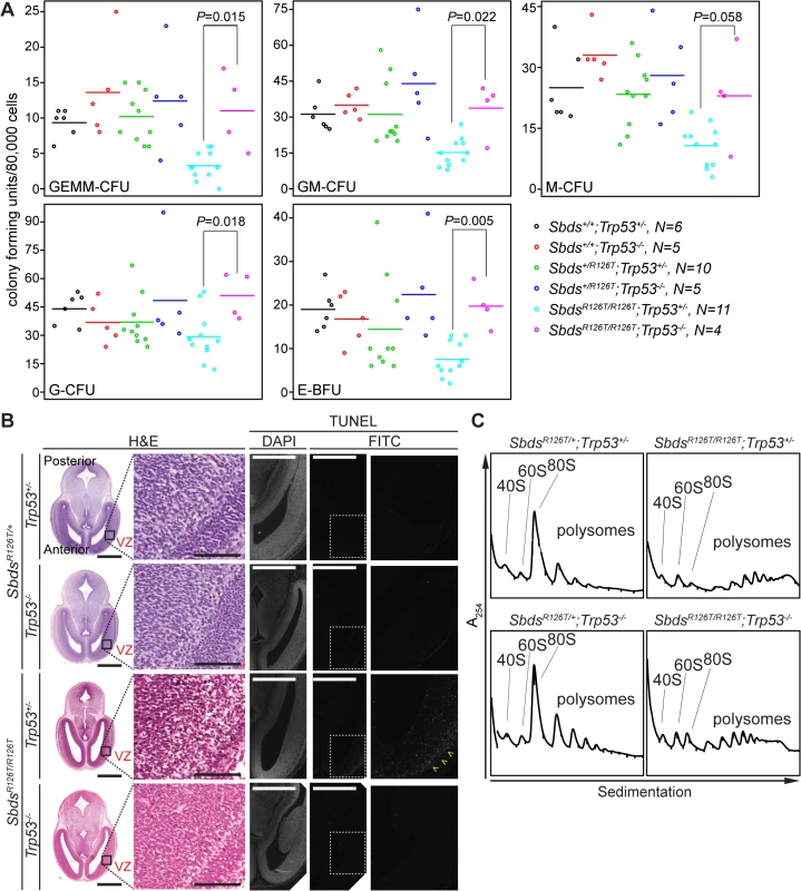 Hematopoietic and neuronal SDS phenotypes are p53-dependent.