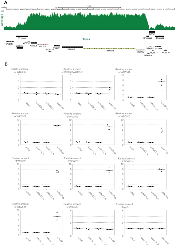 Genomic region amplified in wMelPop.