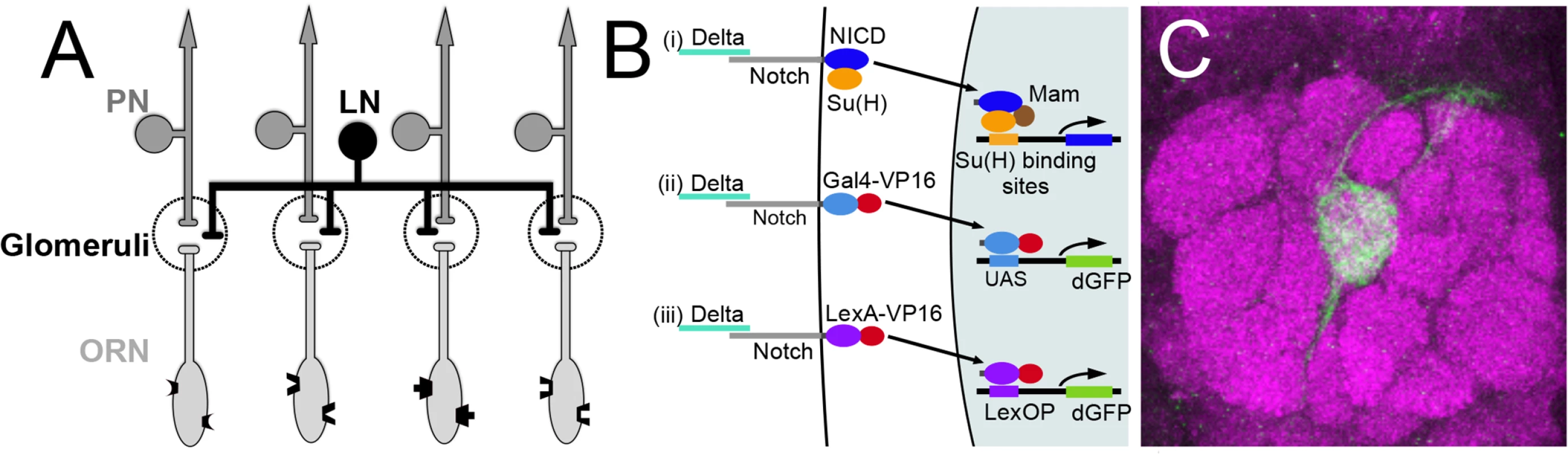 Olfactory circuit and N reporter assay.