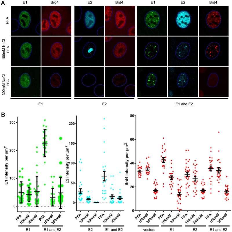 Salt extraction of cells expressing HPV16 E1 and E2 show that the E1 protein binds most tightly to host nuclei.
