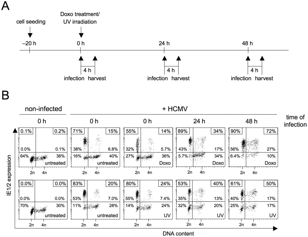 The long-term cellular response to genotoxic stress makes S/G2 cells permissive for MIE gene expression.