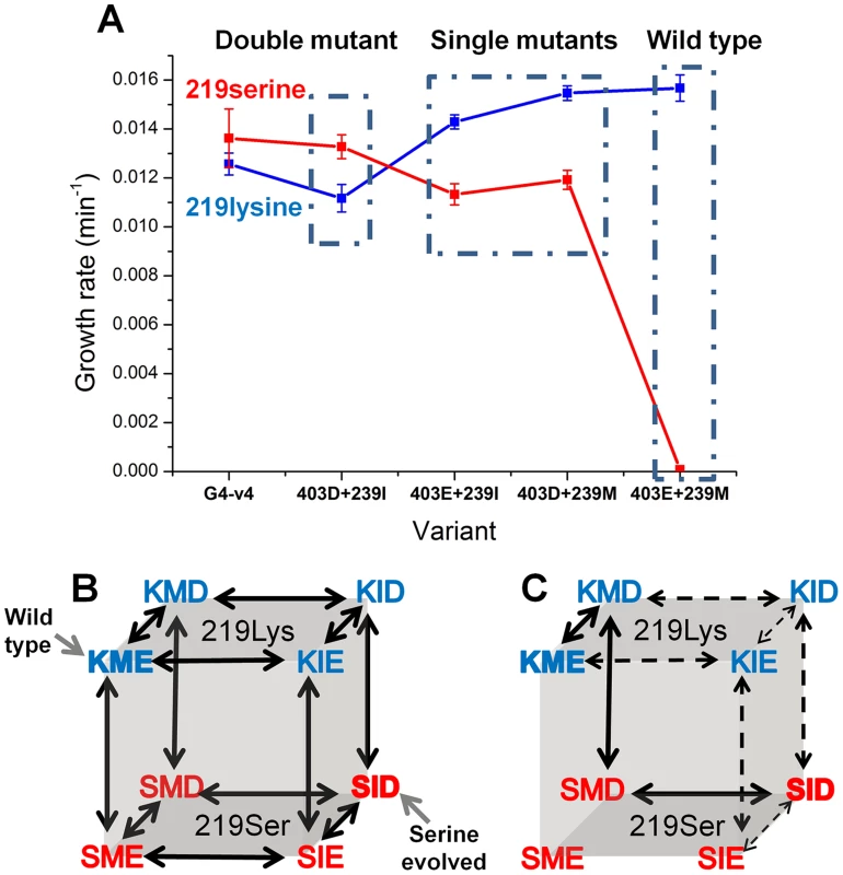 Epistatic effects of mutations underline divergence and incompatibility at position 219.