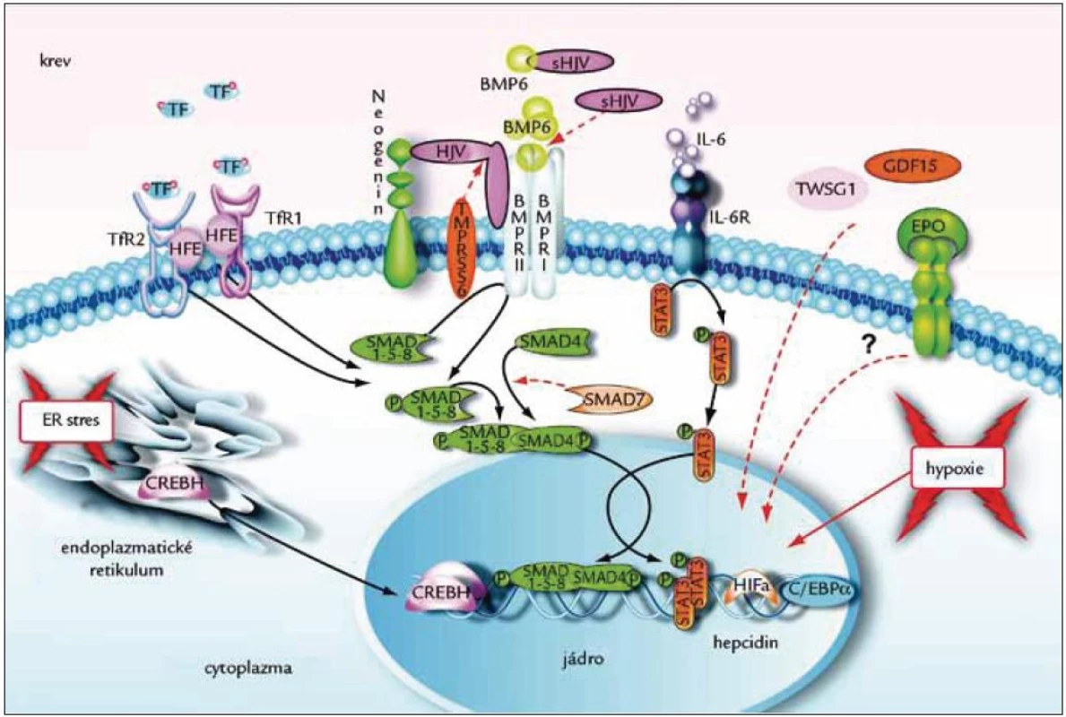 Regulace exprese hepcidinu.
Syntéza hepcidinu je ovlivňována množstvím železa v hepatocytech, hypoxií, úrovní erytropoezy a zánětovými signály. Zásoby buněčného železa ovlivňují dosud neznámým mechanizmem syntézu a uvolnění mediátorů exprese hepcidinu – bone morphogenic proteins (BMPs), zejména BMP6 a sestavení membránového komplexu, který obsahuje receptory BMPR I a II se serintreonin kinázovou aktivitou. 
Vazba BMP6 na tyto receptory aktivuje signální kaskádu, která zahrnuje fosforylaci cytozolické druhých poslů – proteinů SMAD1, SMAD5 a SMAD8 a jejich translokaci do buněčného jádra, kde aktivují transkripce genu pro hepcidin. 
Dalšími bílkovinami, které se uplatňují v regulaci syntézy hepcicinu, jsou neogenin a hemojuvelin. Neogenin se váže na hemojuvelin, stabilizuje jej a pomáhá v jeho odštěpení od membrány. Odštěpení hemojuvelinu je zprostředkováno proteázou TMPRSS6 a regulováno železem. Solubilní hemojuvelin (sHJV) pak soutěží s BMP6 o vazbu na signální komplex receptorových kináz (BMPR I a II), a snižuje tak produkci hepcidinu. Hemojuvelin je tak negativním regulátorem hepcidinu, podobně jako SMAD7 a proteáza TMPRSS6. 
Signály pro syntézu hepcidinu poskytuje také množství transferinového železa v krevní plazmě. Senzorem je komplex transferinových receptorů TfR1, TfR2 s proteinem HFE na membráně hepatocytu, které v závislosti na množství extracelulárního železa předávají do buněčného jádra signál k syntéze hepcidinu. Expresi hepcidinu dále ovlivňují mediátory zánětu, zejména interleukin 6 (IL-6), který stimuluje syntézu hepcicinu prostřednictvím signálního proteinu STAT3. 
Syntéza hepcidinu je dále stimulována, pokud je metabolizmus hepatocytu patologicky vystupňován. K tomu dochází např. při všech typech zánětů jater, cirhóze a alkoholizmu, tento stav je označován jako stres endoplazmatického retikula. Za těchto okolností se z endoplazmatického retikula hepatocytů uvolní signální bílkovina c-AMP responsive element binding protein H (CREBH), který v jádře aktivuje transkripci hepcidinového genu. Mezi inhibiční signály pro syntézu hepcidinu patří senzor buněčného kyslíku – hypoxia inducible factor (HIF), erytropoietin (Epo) a dále signály, vypovídající o úrovni erytropoézy. Povaha těchto signálů není v současnosti přesně známa, ale předpokládá se, že plazmatické hladiny 2 proteinů – growth differentiation factor 15 (GDF15) a twisted gastrulation protein homolog 1 (TWSG1) – jsou nějakým způsobem spjaty s úrovní erytropoézy v kostní dřeni. Obrázek převzat se svolením [90]. 