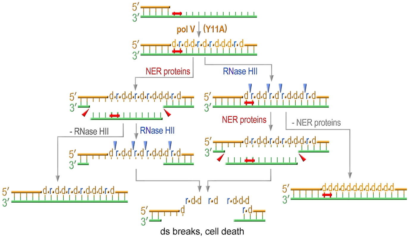 Model for the effect of RNase HII and NER proteins on UV sensitivity of strains proficient for ribonucleotide incorporation.