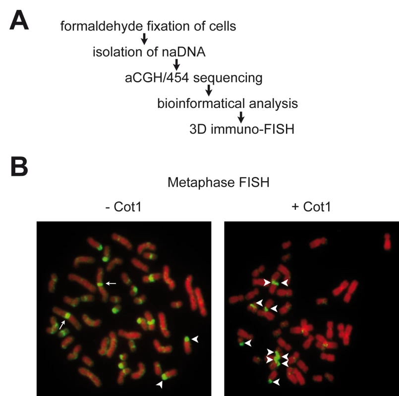 Genome-wide analyis of nucleolus-associated DNA.