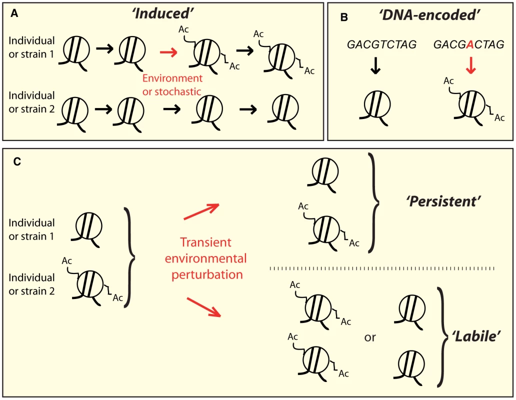 Conceptually distinct classes of epi-polymorphisms.