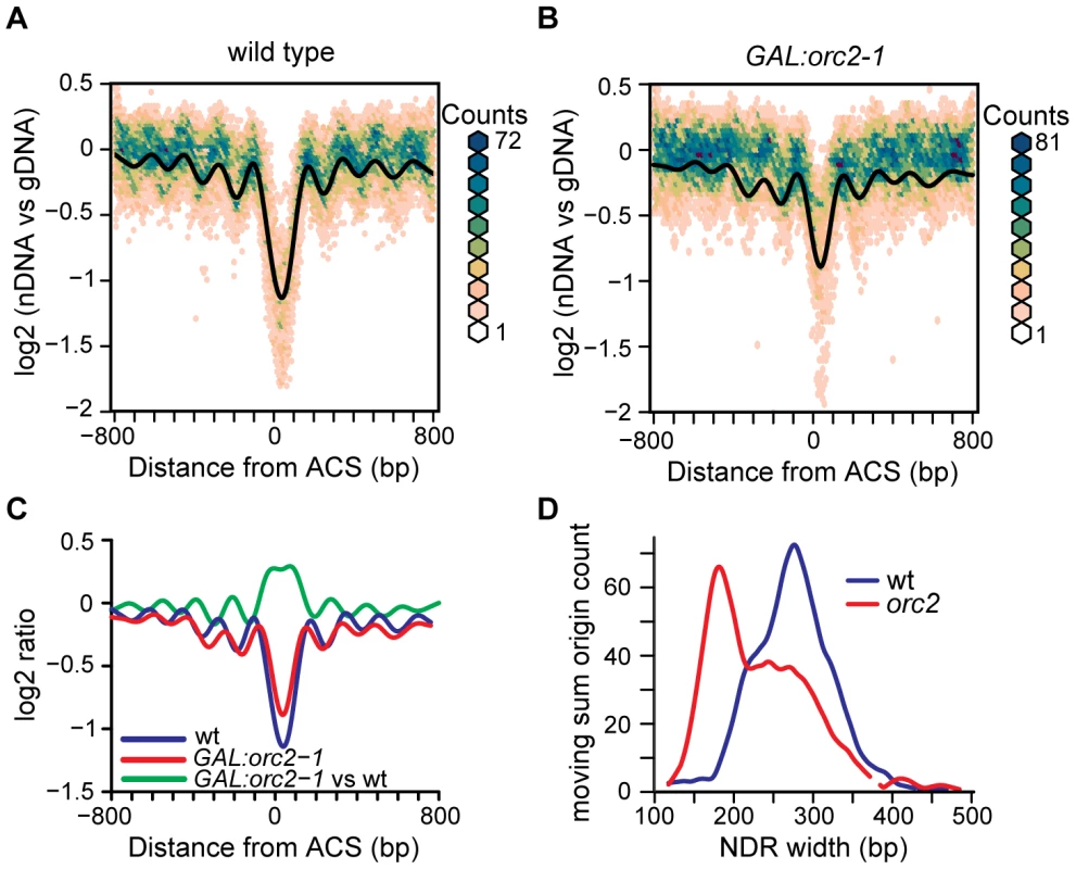 The effect of ORC depletion on nucleosome occupancy.