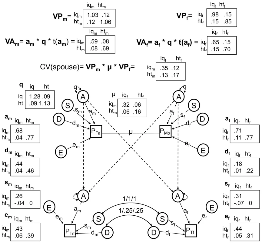 The best fitting nuclear twin family model, with assortative mating modeled as primary phenotypic assortment.